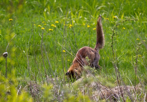 Mammals